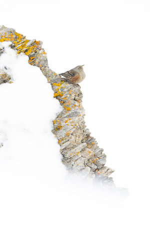 alpine accentor (Prunella collaris) on a ledge of a snowy mountain.