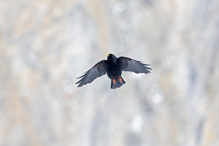 Alpine chough (Pyrrhocorax graculus) in flight in the mountains.