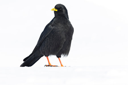 Alpine chough (Pyrrhocorax graculus) in snow.の写真素材