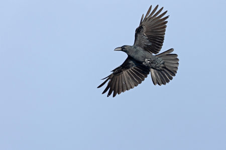 large-billed crow (Corvus macrorhynchos) in flightの写真素材