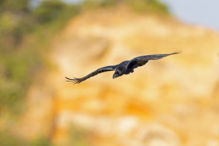 large-billed crow (Corvus macrorhynchos) in flightの写真素材