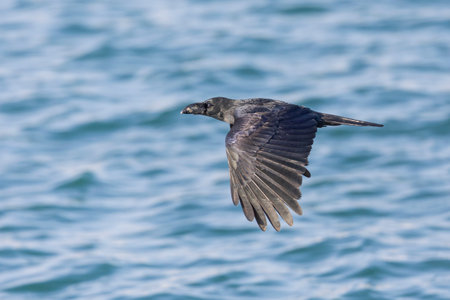 large-billed crow (Corvus macrorhynchos) in flightの写真素材