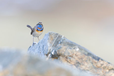 A male bluethroat (Luscinia svecica) perched on a rock in the Altai mountains.の写真素材