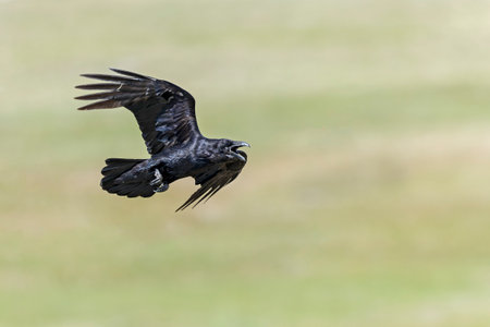 An adult northern Raven (Corvus corax) flying and calling aggressively.
