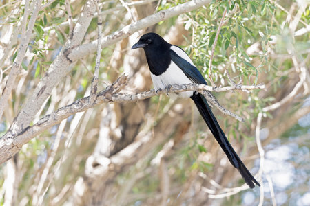 Eurasian magpie (Pica pica) perched in a tree.の写真素材