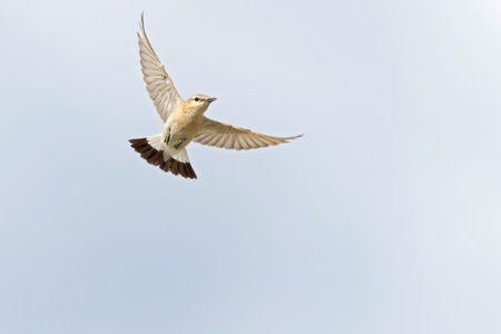 An isabelline wheatear (Oenanthe isabellina) in flight.の写真素材
