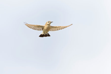 An isabelline wheatear (Oenanthe isabellina) in flight.の写真素材
