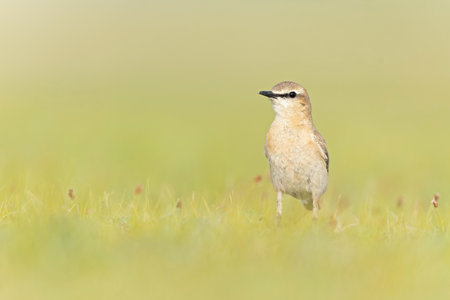 An isabelline wheatear (Oenanthe isabellina) foraging in a meadow.の写真素材