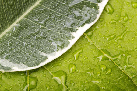 leave and water drops detail macro background