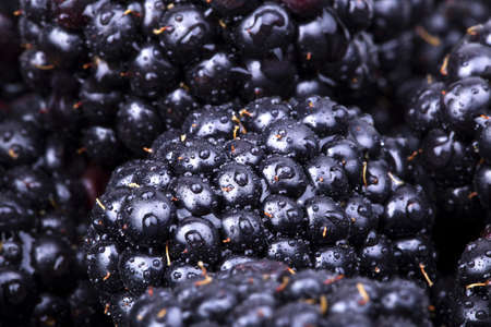 Fresh Ripe Blackberries with water drops macro backgroundの写真素材