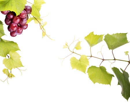 Pink grape isolated on white backgroundの写真素材