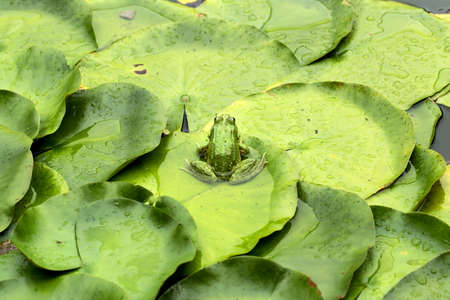 Frog on lily pad a macro backgroundの写真素材