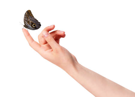  butterfly on woman's hand. In motion concept isolatedの写真素材