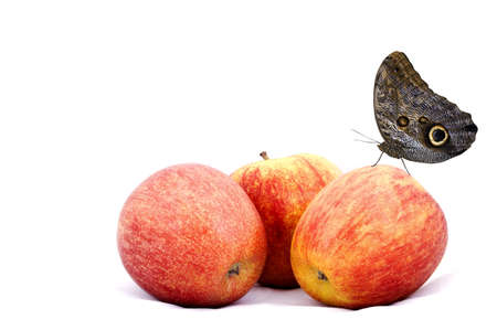 Red apple isolatedの写真素材