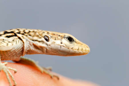A close up of a green lizard