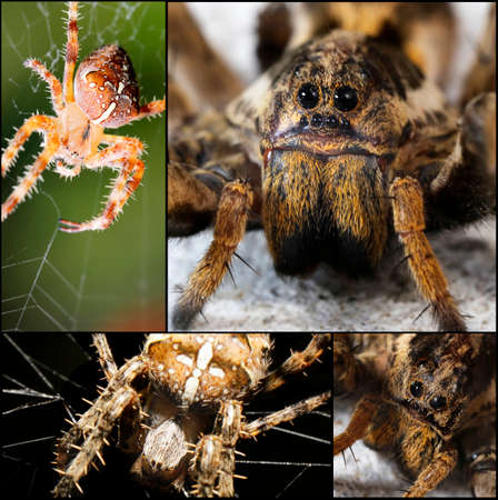 scary spider on web a macro collage