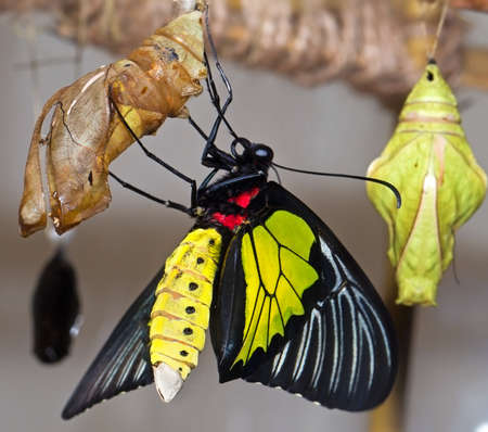 big tropical butterfly 