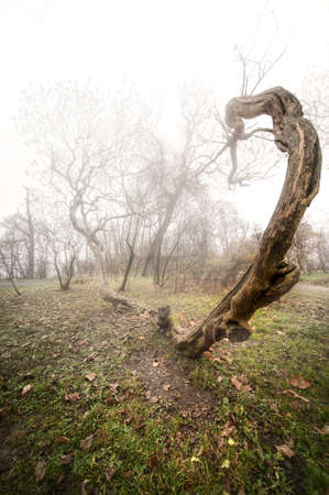 scary photo of a tree in fogy wood