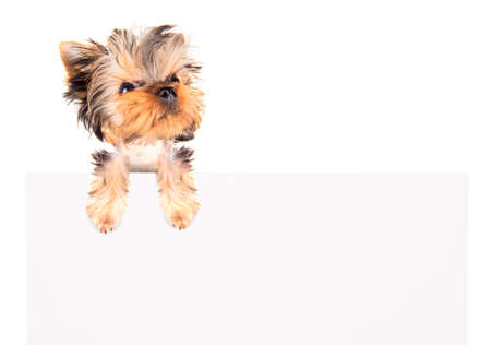 charming Puppy above billboard on a white backgroundの写真素材