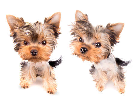Puppy yorkshire terrier  on the white backgroundの写真素材