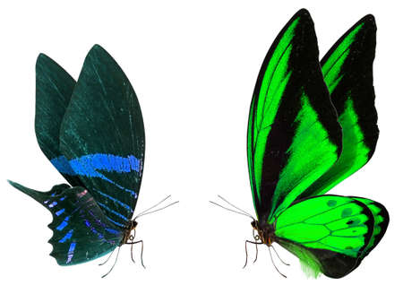 beautiful butterfly isolated on a white backgroundの写真素材