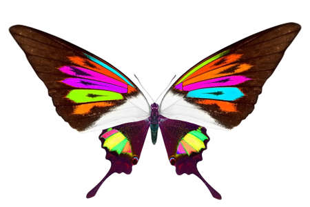 beautiful butterfly isolated on whiteの写真素材