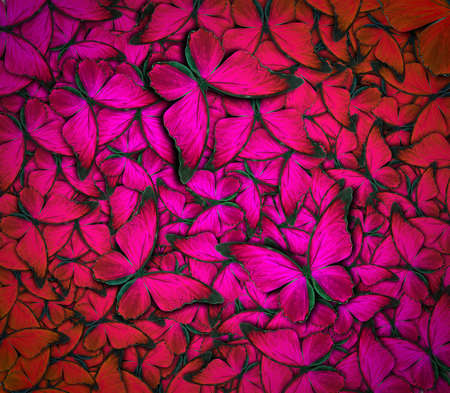 beautiful background with lot of different butterflysの写真素材