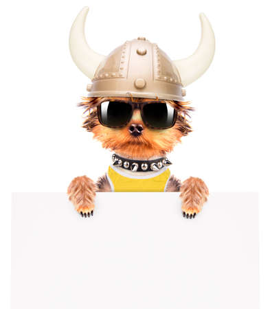 dog dressed up as a viking with bannerの写真素材