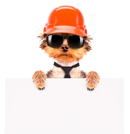 dog  dressed as builder with bannerの写真素材