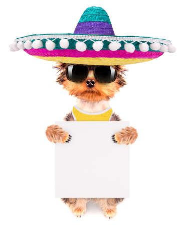 dog wearing a mexican hat with bannerの写真素材