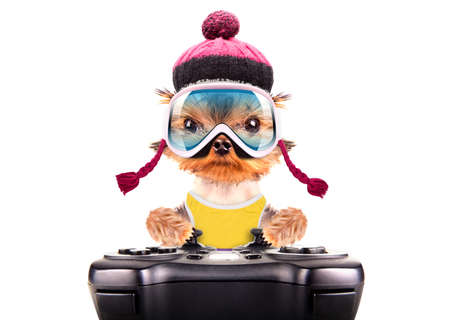 dog  dressed as skier play on game pad