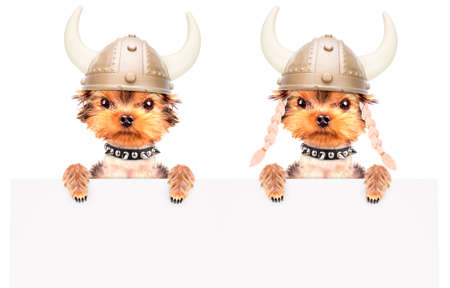 dog dressed up as a viking with bannerの写真素材