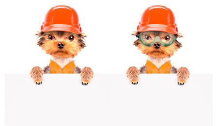 dog  dressed as builder with bannerの写真素材