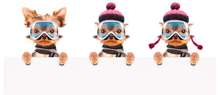 dog  dressed as skier with bannerの写真素材