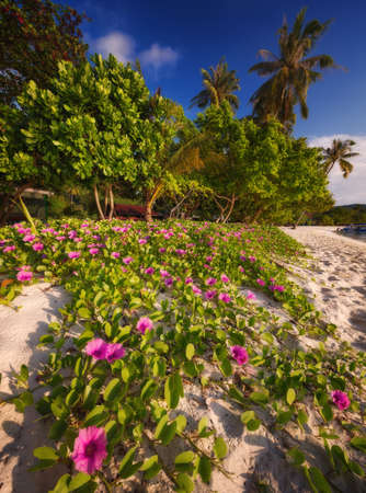 Beautiful beach with colorful flowers and blue skyの写真素材
