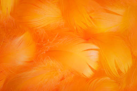 Soft and gentle theme with feathersの写真素材