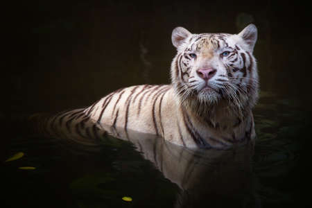 White tiger symbol of  successの写真素材