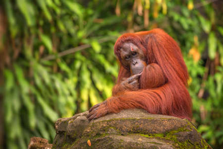 Orangutan in the Singapore Zooの写真素材