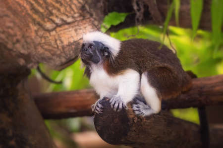 Tamarin cotton top monkey sitting in a tree.の写真素材