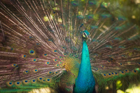 Portrait of beautiful peacock with feathers out, Kuala Lumpur bird parkの写真素材