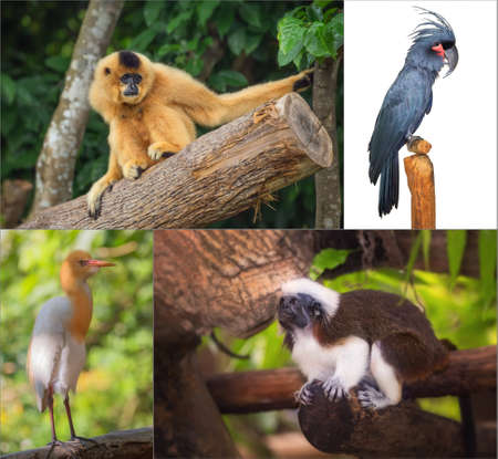 Group of different wild animal of Asiaの写真素材