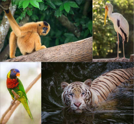 Group of different wild animal of Asiaの写真素材