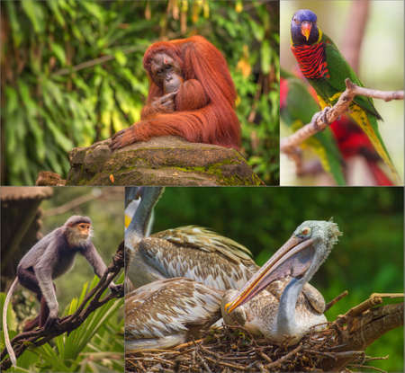 Group of different wild animal of Asiaの写真素材