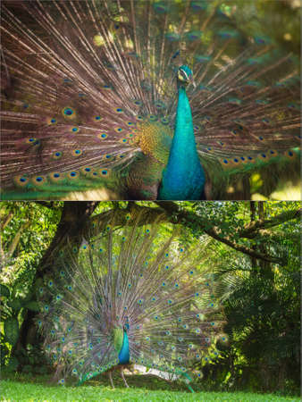 Collage of beautiful peacock with feathers out, Kuala Lumpur bird parkの写真素材