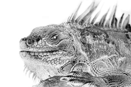 Black and white portrait of Green Iguana, Reptile. Invert image on white backgroundの写真素材