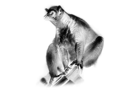 Black and white portrait of Ring-tailed lemur sun-loving primate. Invert image on white backgroundの写真素材