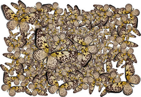beautiful background with lot of different butterflysの写真素材