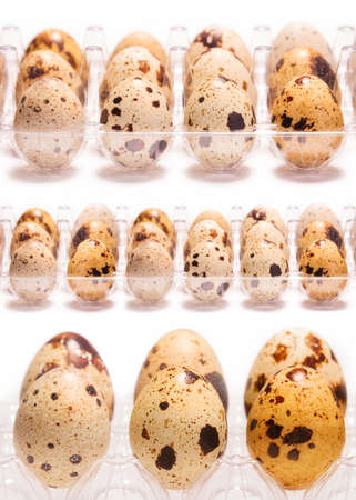 Quail eggs in a box on white backgroundの写真素材