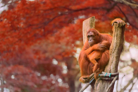 Adult orangutan sitting with jungle as a background.の写真素材