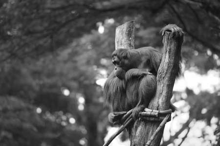 Adult orangutan sitting with jungle as a background.の写真素材